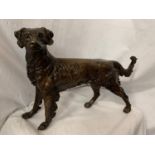 A LARGE BRONZE SCULPTURE OF A GUN DOG - H:36CM