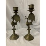 A PAIR OF BRASS CANDLESTICKS IN THE FORM OF PEACOCKS H: 31CM