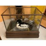 A CASED TAXIDERMY DUCK SWIMMING IN WATER