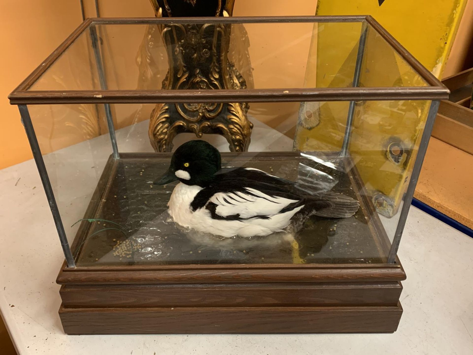 A CASED TAXIDERMY DUCK SWIMMING IN WATER