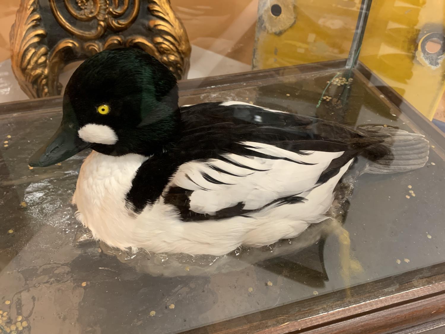 A CASED TAXIDERMY DUCK SWIMMING IN WATER - Image 2 of 3