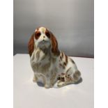 A ROYAL CROWN DERBY KING CHARLES SPANIEL