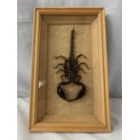 A FRAMED TAXIDERMY SCORPIAN