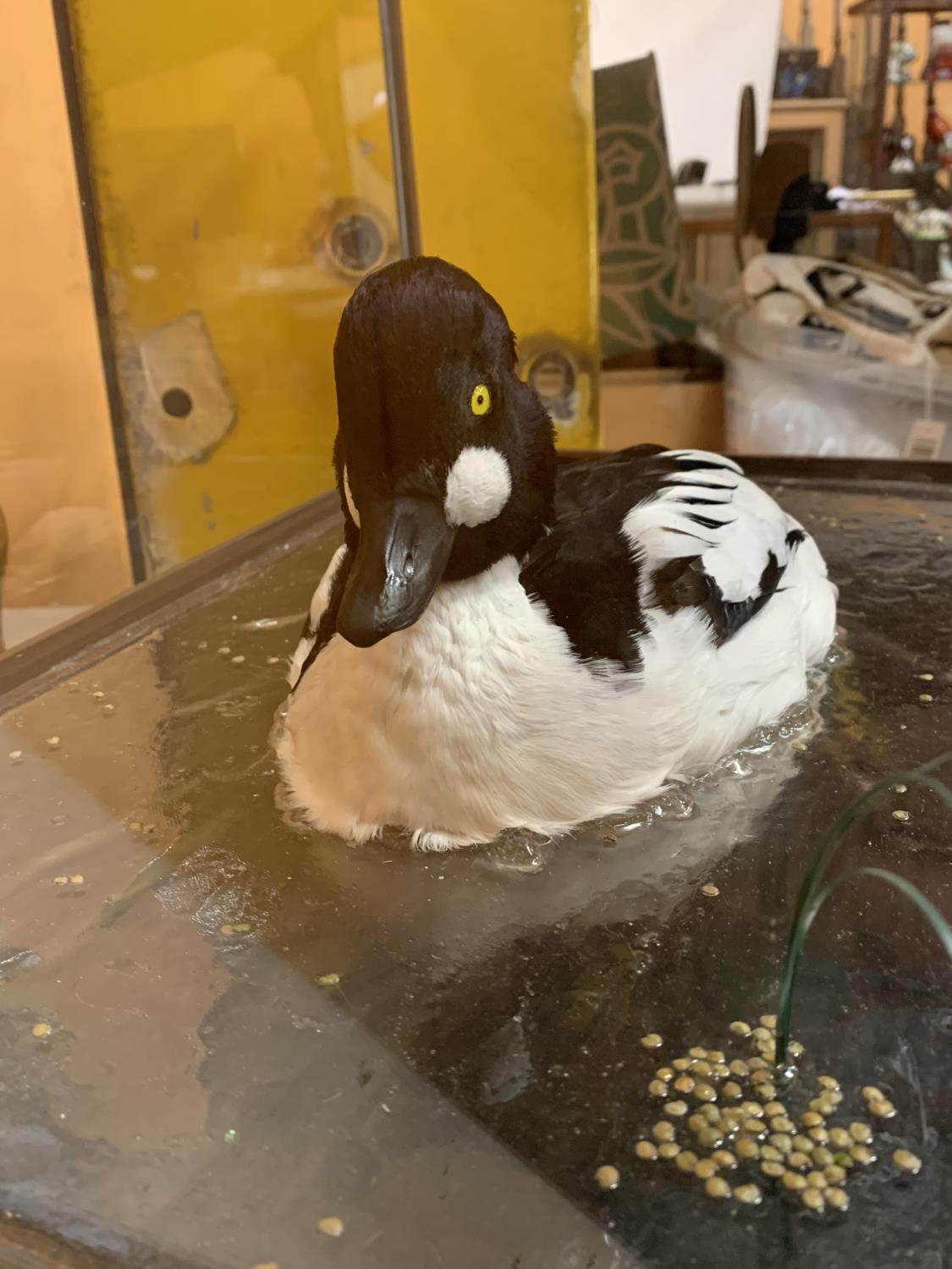 A CASED TAXIDERMY DUCK SWIMMING IN WATER - Image 3 of 3