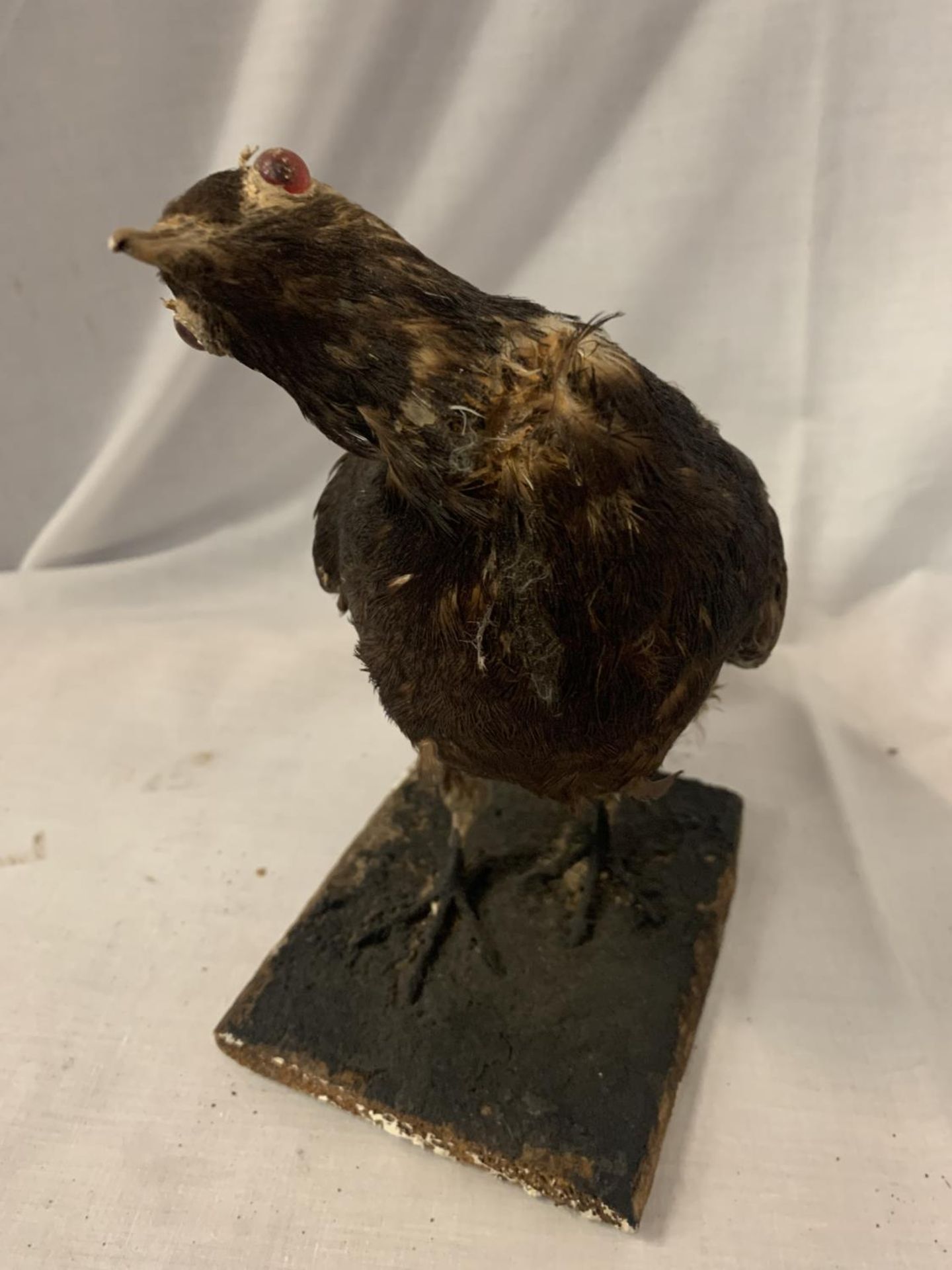 A TAXIDERMY OF A BIRD (HEAD A/F) - Image 2 of 3