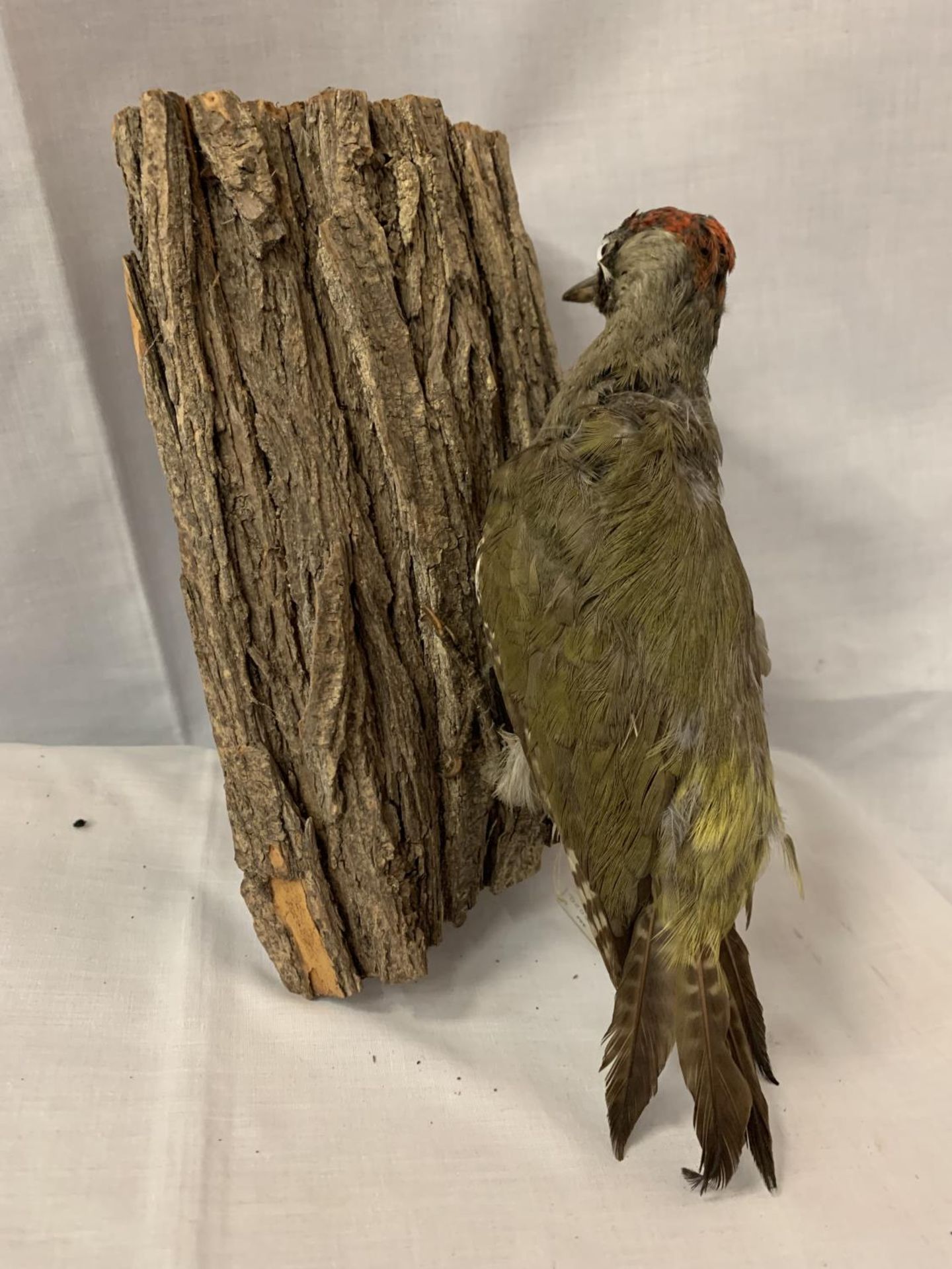 A TAXIDERMY GREEN WOODPECKER WITH D.O.E NUMBER 050997 - Image 3 of 4