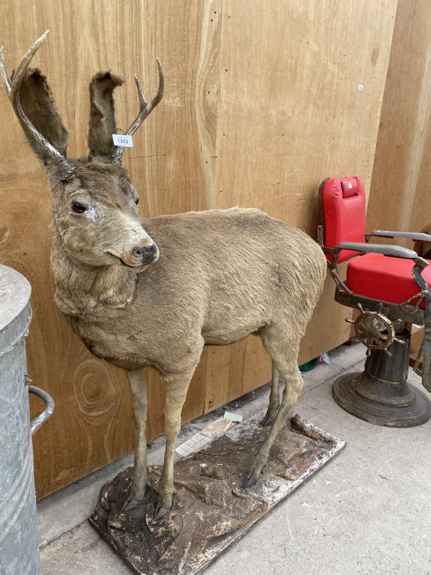 A LIFE SIZE TAXIDERMY DEER (H:130CM) - Image 2 of 4