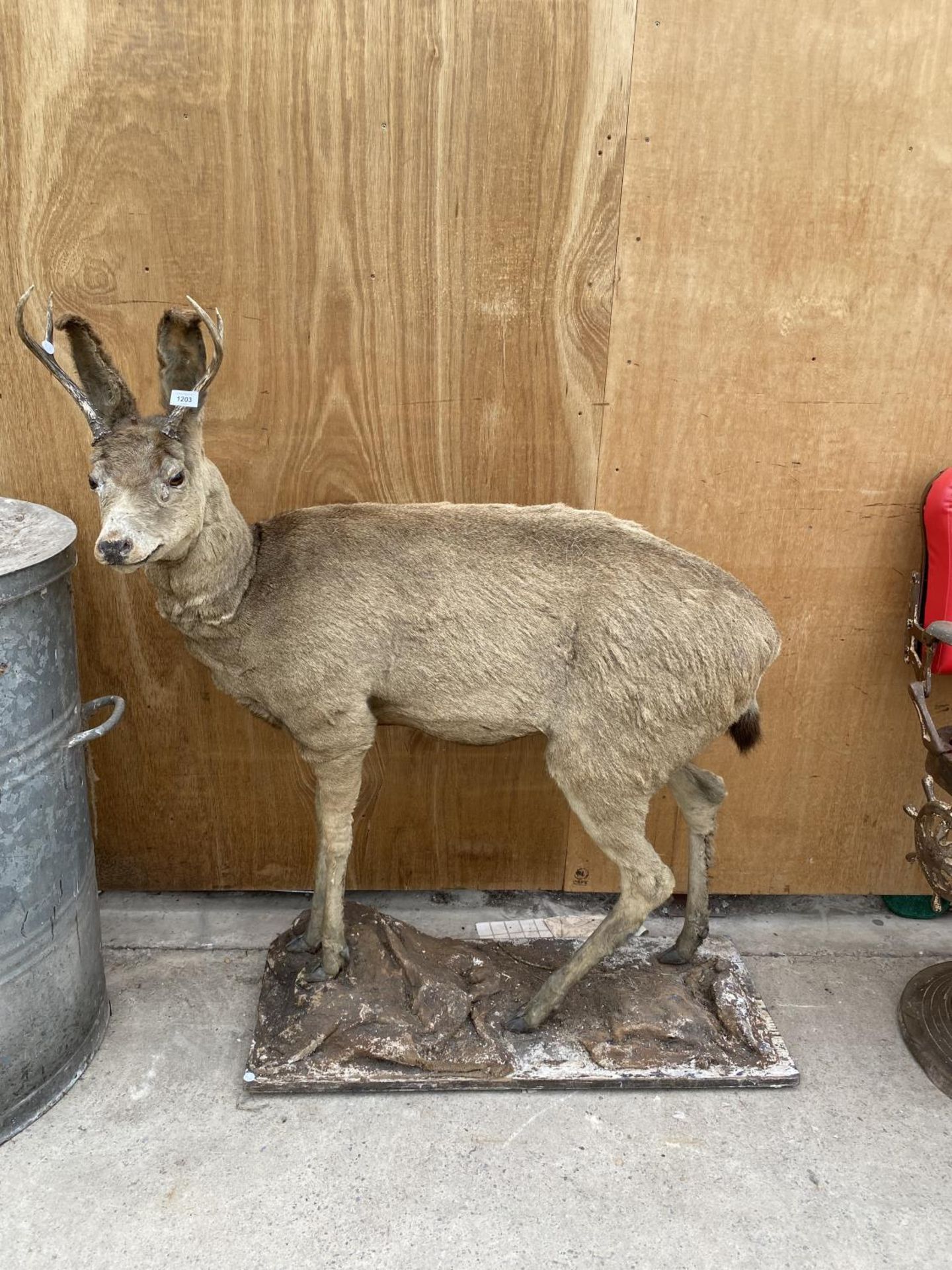 A LIFE SIZE TAXIDERMY DEER (H:130CM)