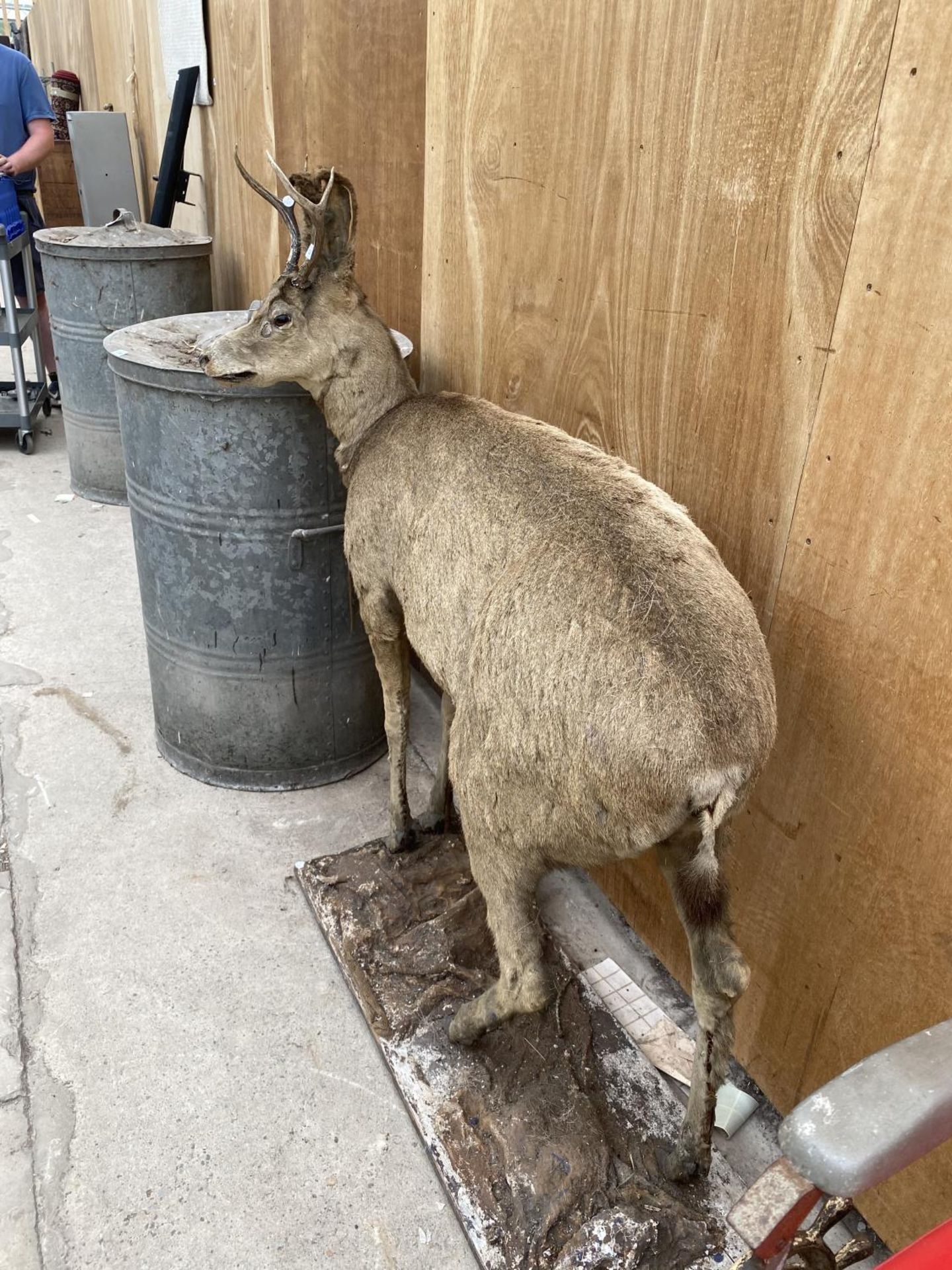 A LIFE SIZE TAXIDERMY DEER (H:130CM) - Image 3 of 4