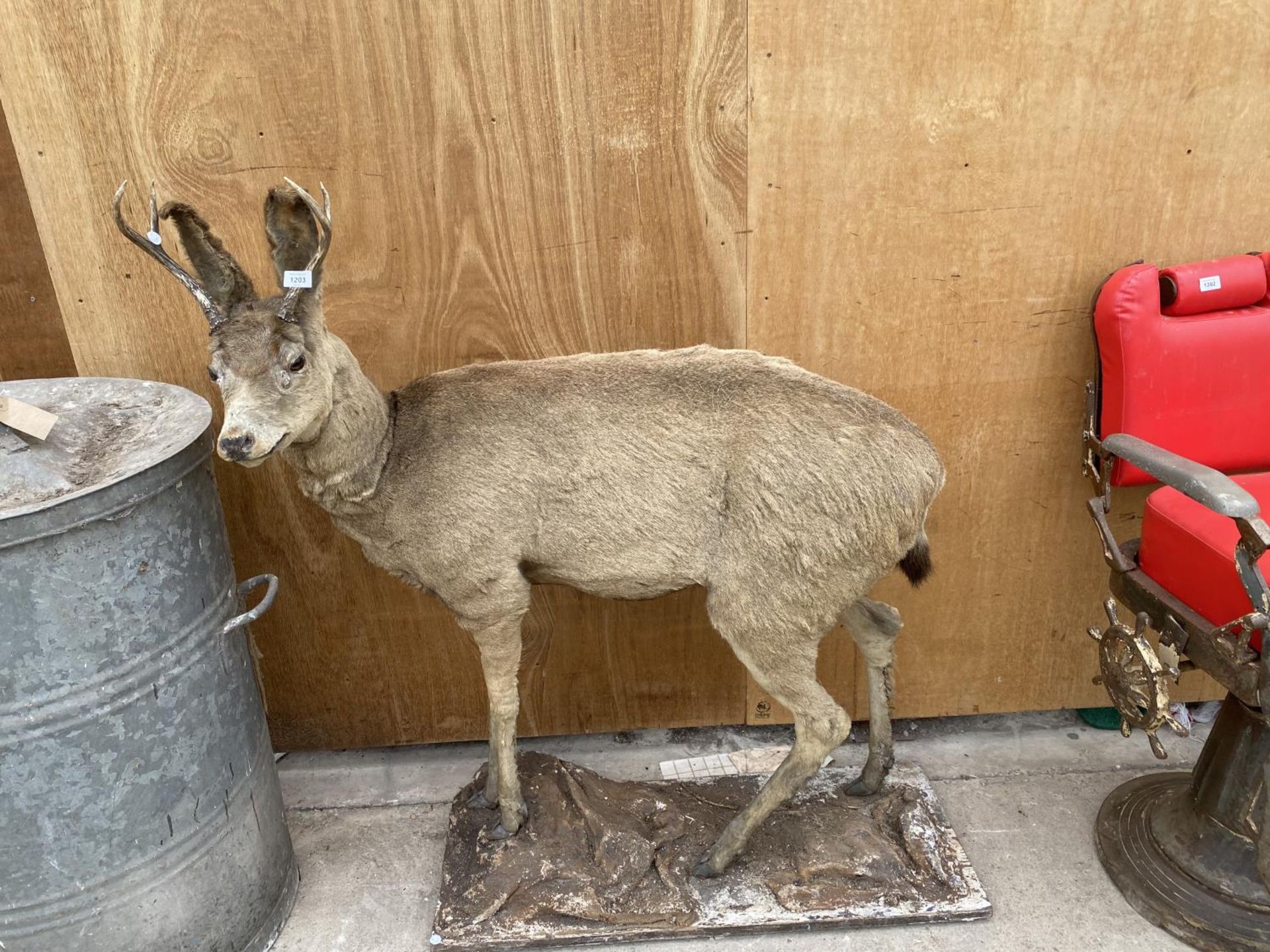 A LIFE SIZE TAXIDERMY DEER (H:130CM) - Image 4 of 4
