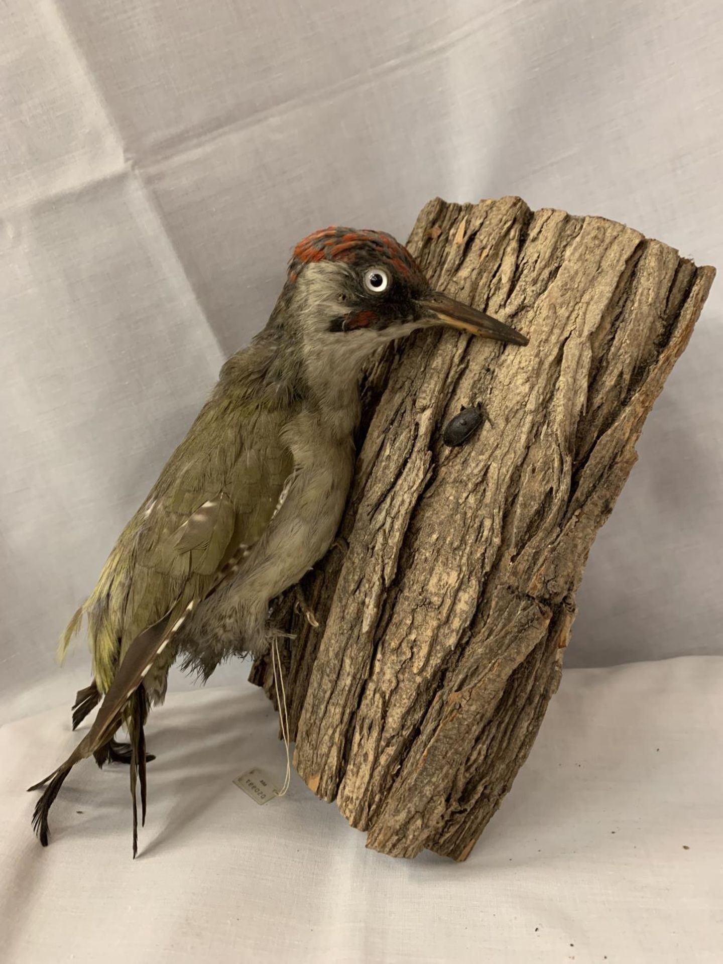 A TAXIDERMY GREEN WOODPECKER WITH D.O.E NUMBER 050997