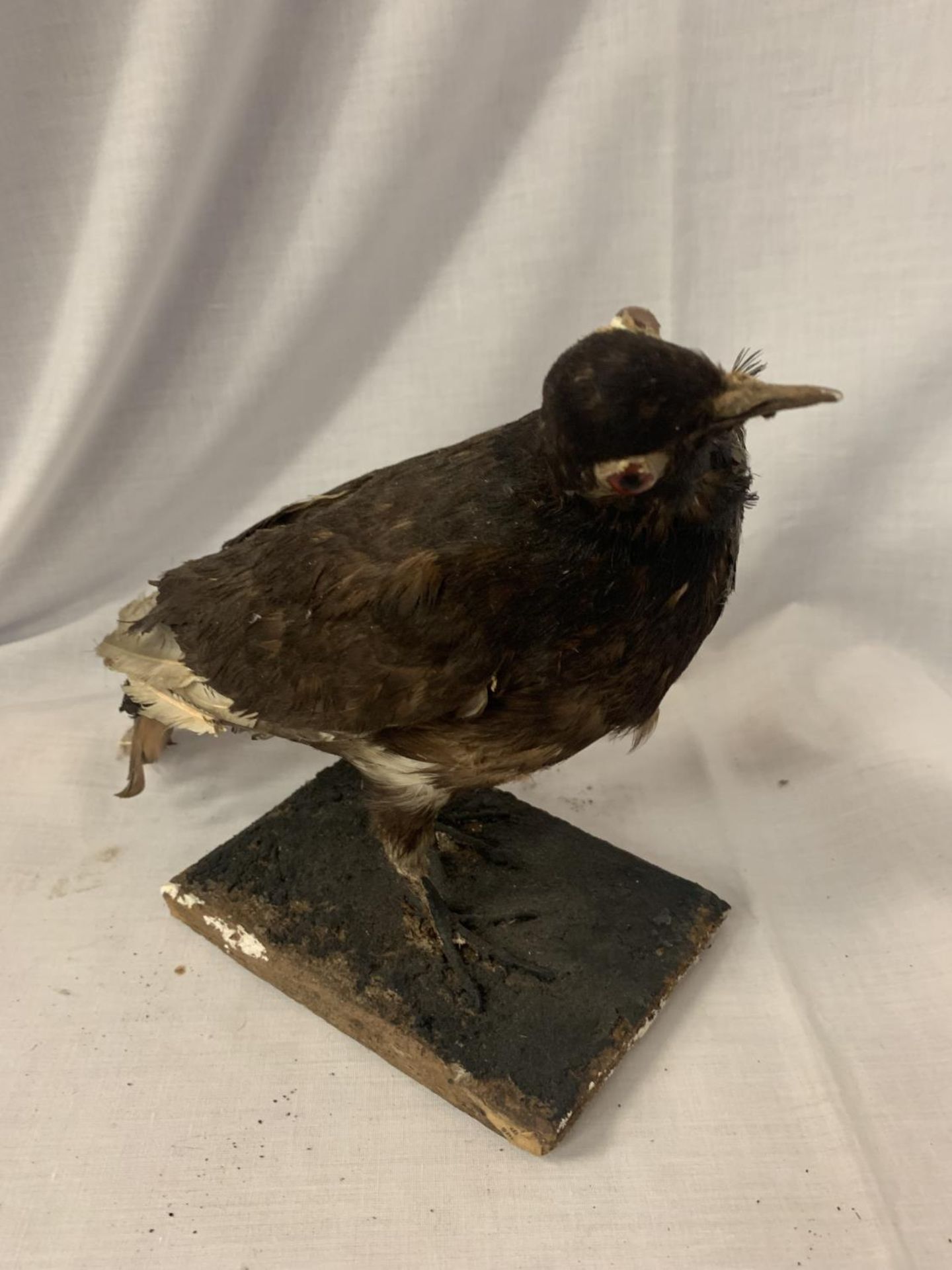 A TAXIDERMY OF A BIRD (HEAD A/F) - Image 3 of 3