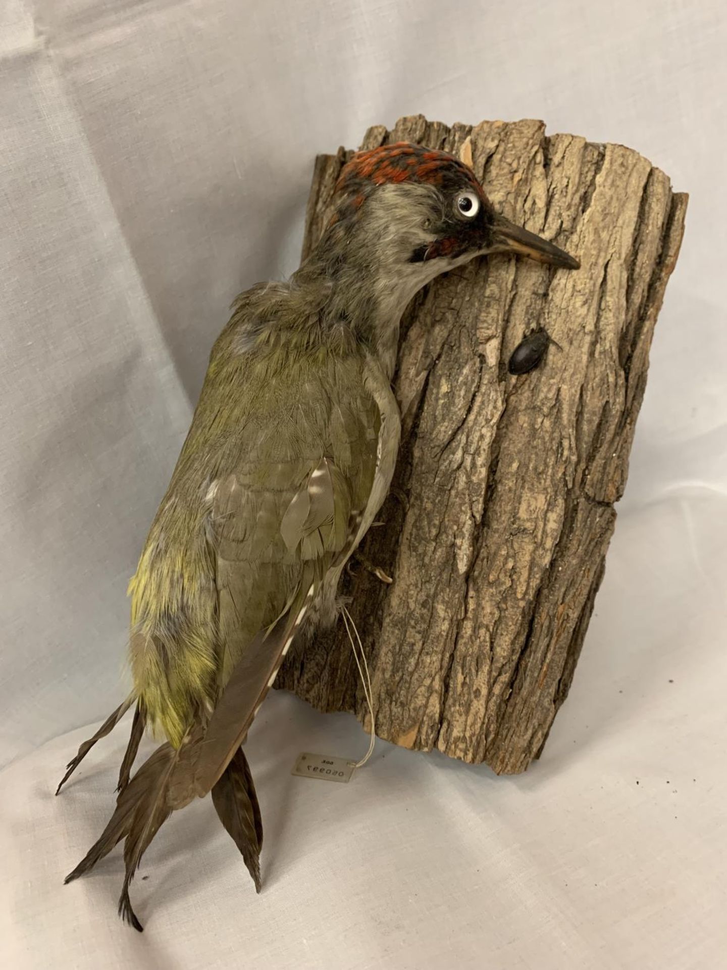 A TAXIDERMY GREEN WOODPECKER WITH D.O.E NUMBER 050997 - Image 2 of 4