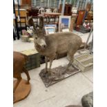 A LIFE SIZE TAXIDERMY DEER (H:130CM)