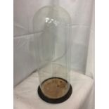 A LARGE VICTORIAN GLASS DISPLAY DOME/CLOCHE ON WOODEN BASE APPROX 53CM HIGH