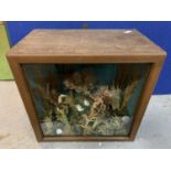 A CASED AMERICAN FREAK SHOW WITH MERMAID, SHELLS AND SEAHORSES