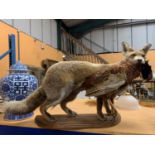 A LARGE TAXIDERMY MODEL OF A FOX WITH A PHEASANT ON A WOODEN PLINTH APPROXIMATELY 80CM LONG