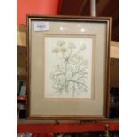 A FRAMED IMAGE OF A CORIANDER PLANT BY ISOBEL BARBER