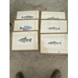 A LARGE QUANTITY OF FRAMED FISH PRINTS