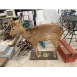 A TAXIDERMY FULL SIZE DOE