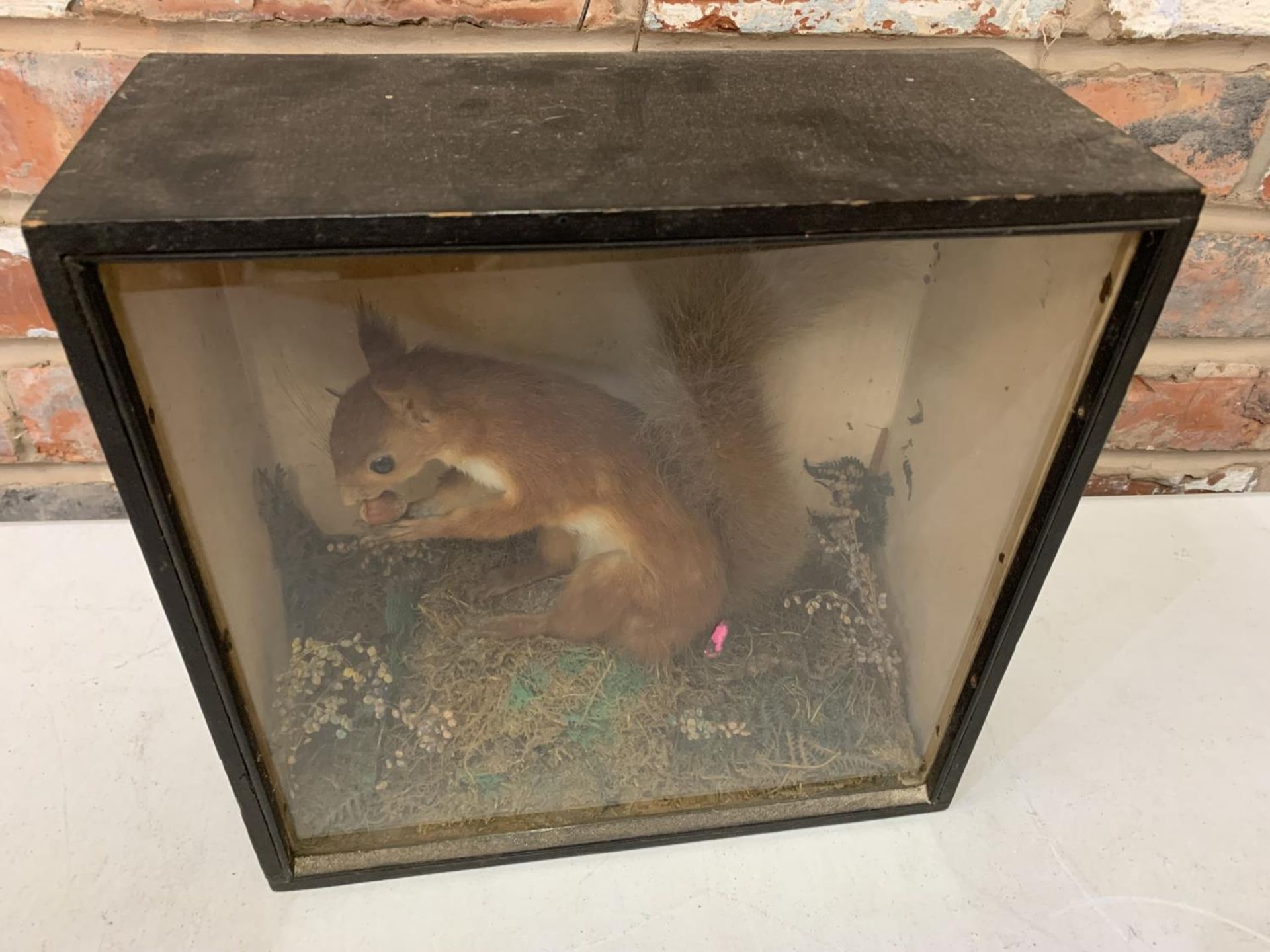A WOODEN AND GLASS CASED TAXIDERMY OF A RED SQUIRREL WITH A NUT