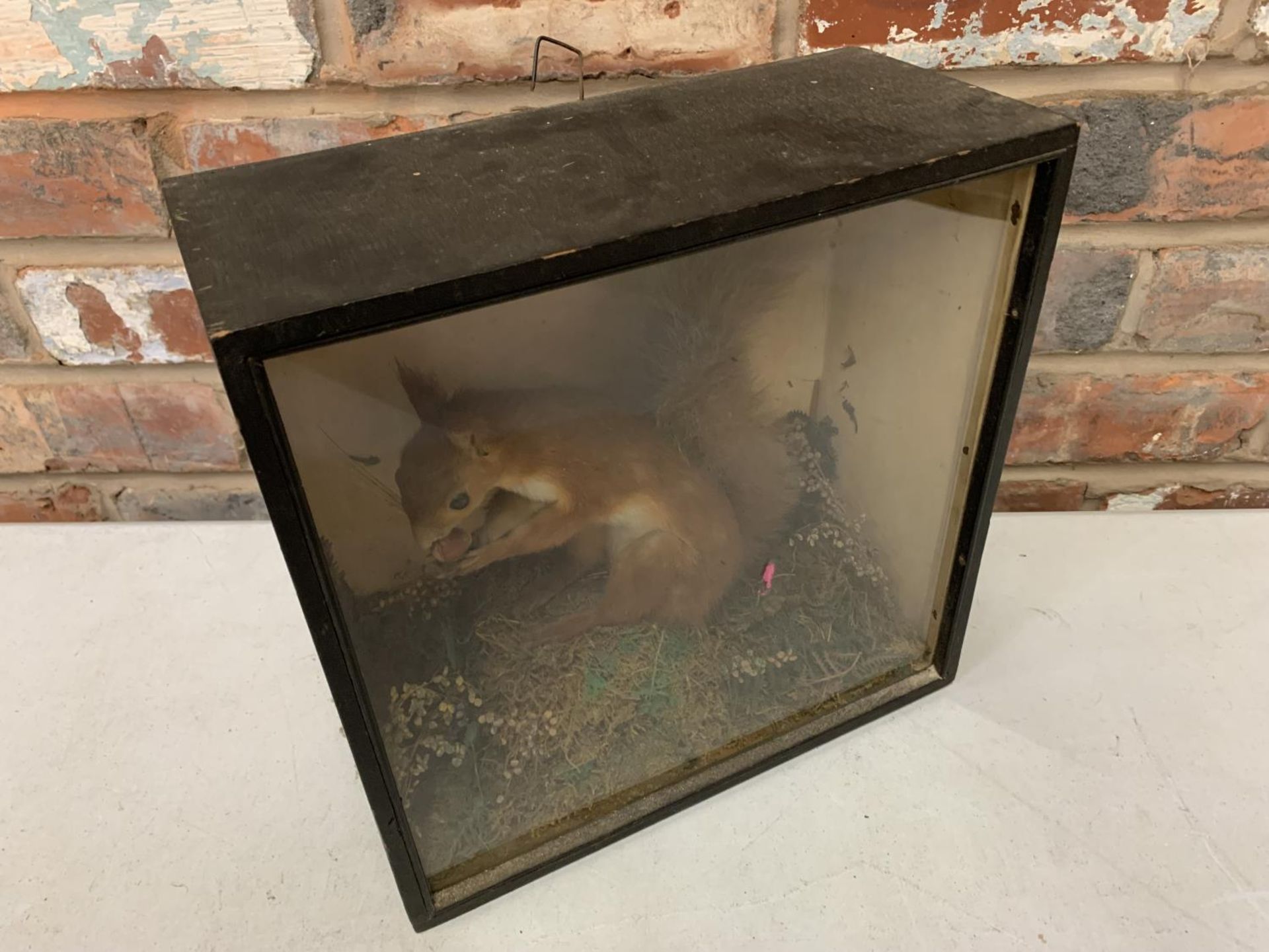 A WOODEN AND GLASS CASED TAXIDERMY OF A RED SQUIRREL WITH A NUT - Image 3 of 3