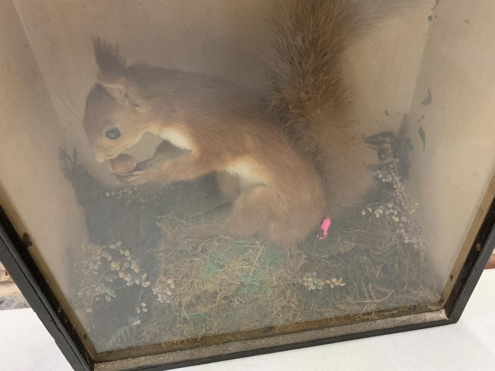 A WOODEN AND GLASS CASED TAXIDERMY OF A RED SQUIRREL WITH A NUT - Image 2 of 3