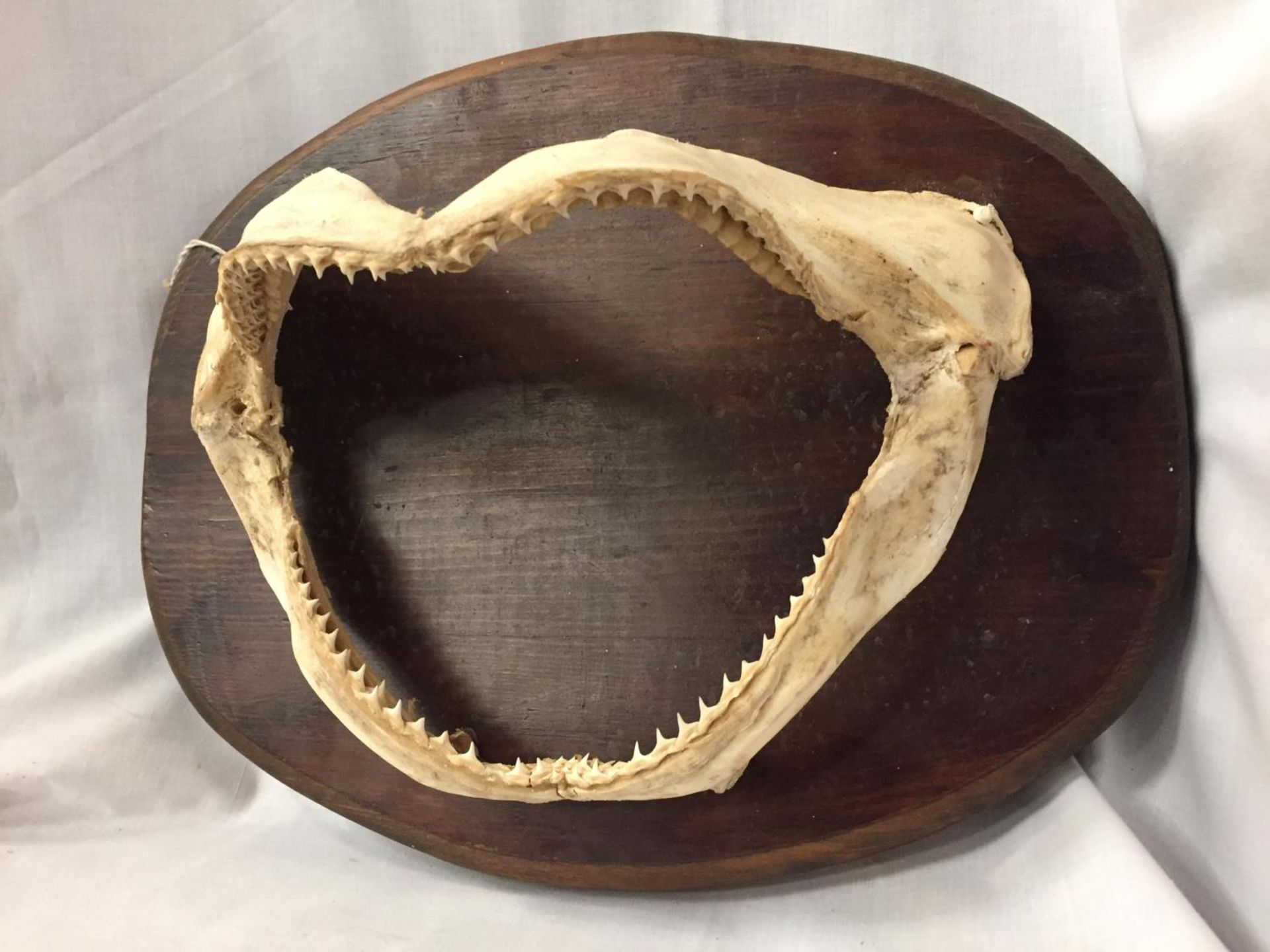 A MOUNTED JAW BONE ON A WOODEN PLINTH - Image 3 of 3