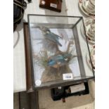 A CASED PAIR OF TAXIDERMY KING FISHERS
