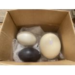 A GROUP OF THREE OSTRICH EGGS