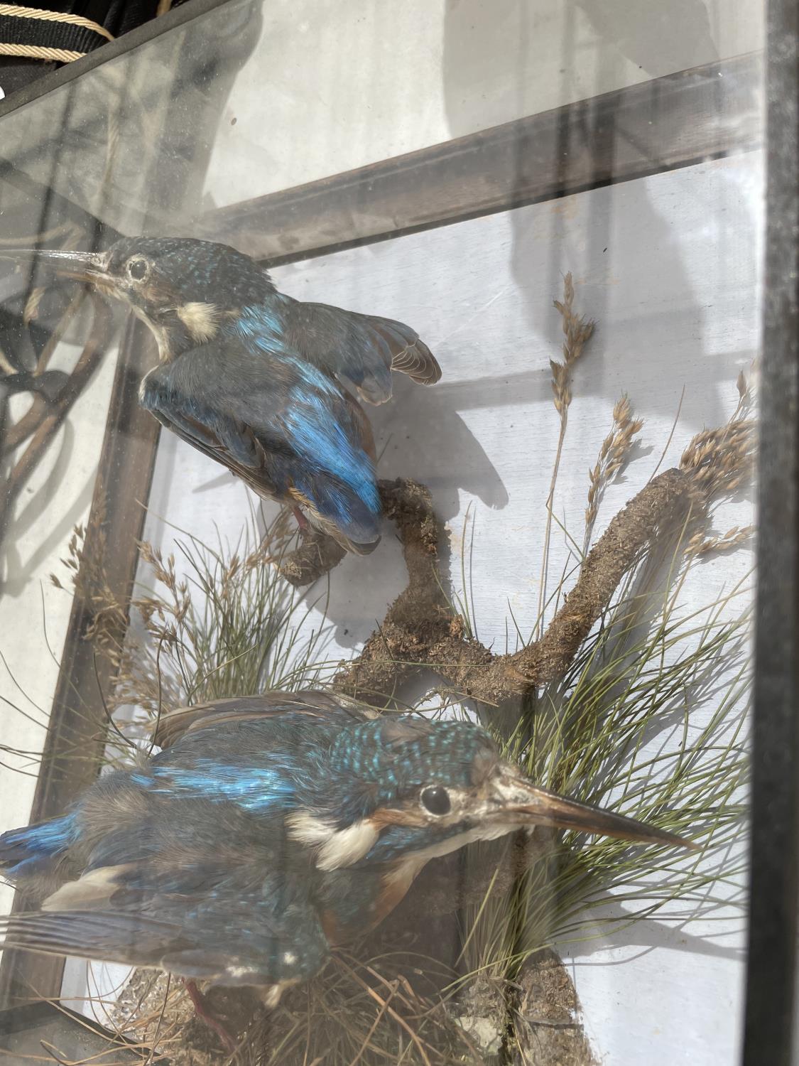 A CASED PAIR OF TAXIDERMY KING FISHERS - Image 5 of 6