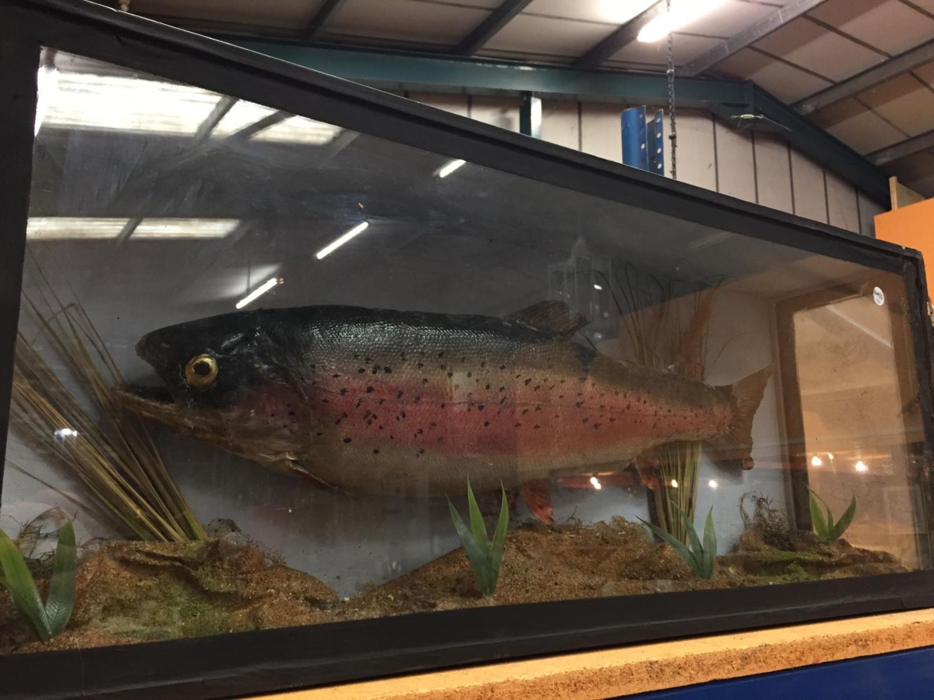 A TAXIDERMY SALMON IN A GLASS CASE 86CM X 34CM - Image 2 of 2