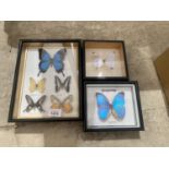 AN ASSORTMENT OF FRAMED BUTTERFLIES