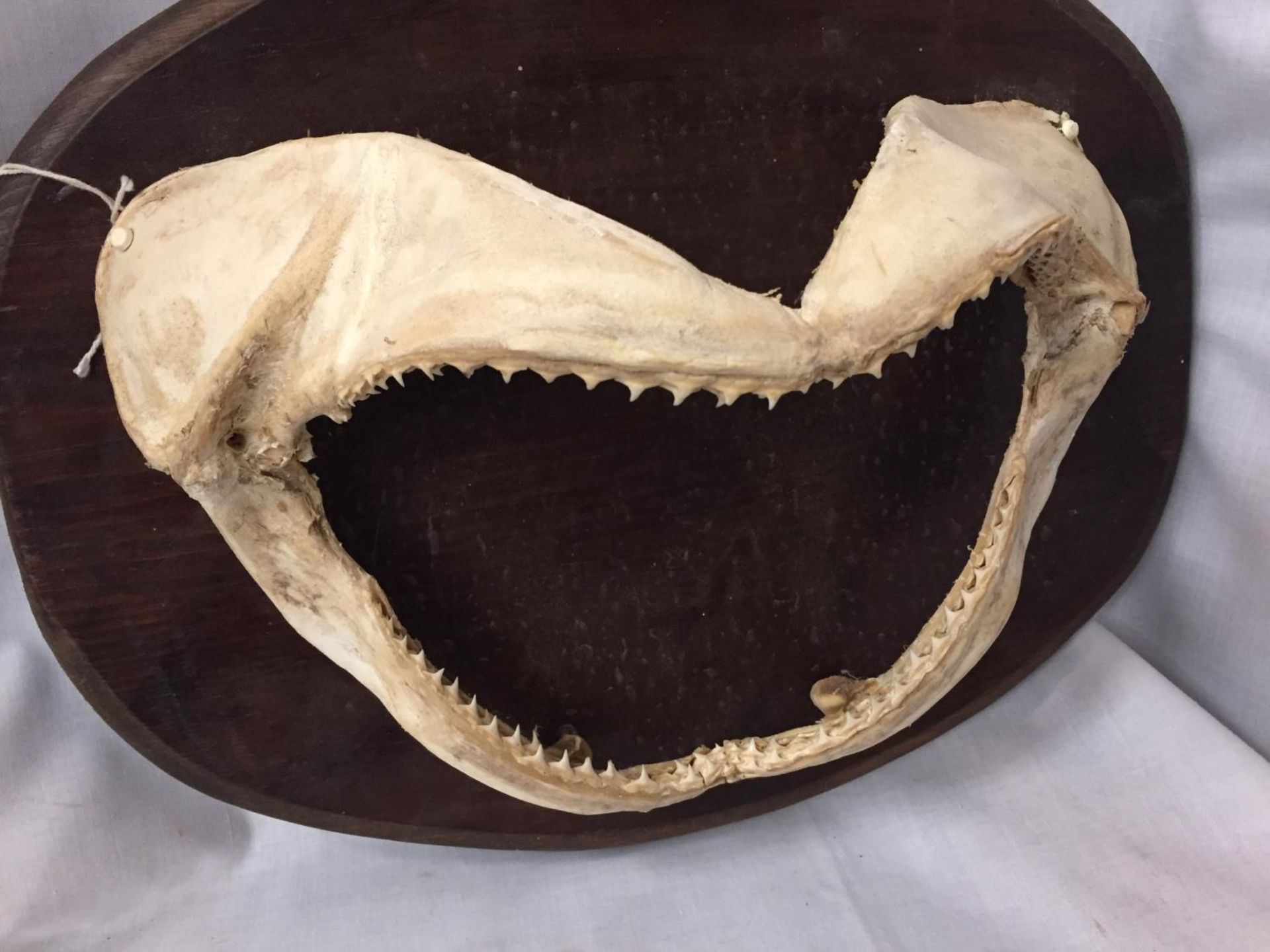 A MOUNTED JAW BONE ON A WOODEN PLINTH - Image 2 of 3