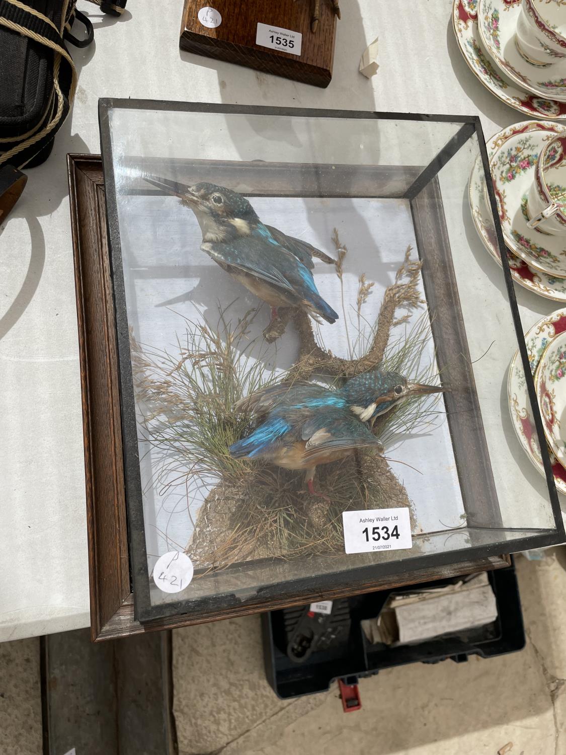 A CASED PAIR OF TAXIDERMY KING FISHERS - Image 2 of 6
