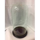 A VICTORIAN LARGE GLASS CLOCHE DISPLAY DOME WITH CARVED EBONY HARDWOOD BASE