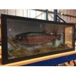 A TAXIDERMY SALMON IN A GLASS CASE 86CM X 34CM