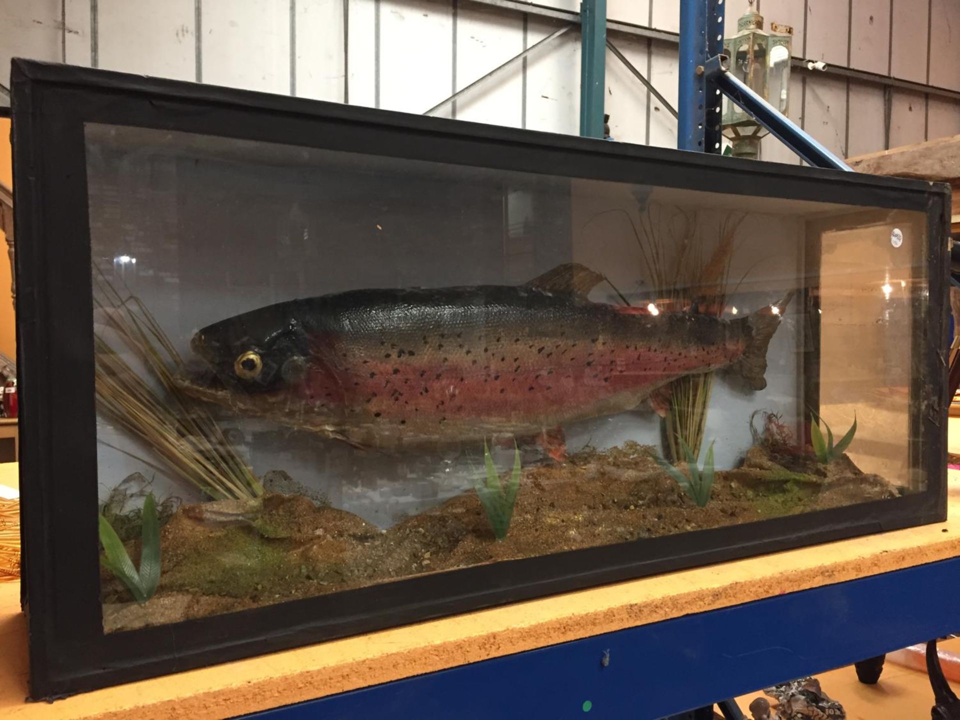 A TAXIDERMY SALMON IN A GLASS CASE 86CM X 34CM