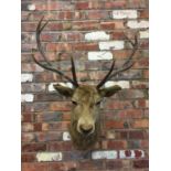 A TAXIDERMY STAGS HEAD