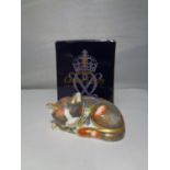 A ROYAL CROWN DERBY 'CATNIP KITTEN' PAPERWEIGHT IN ORIGINAL BOX