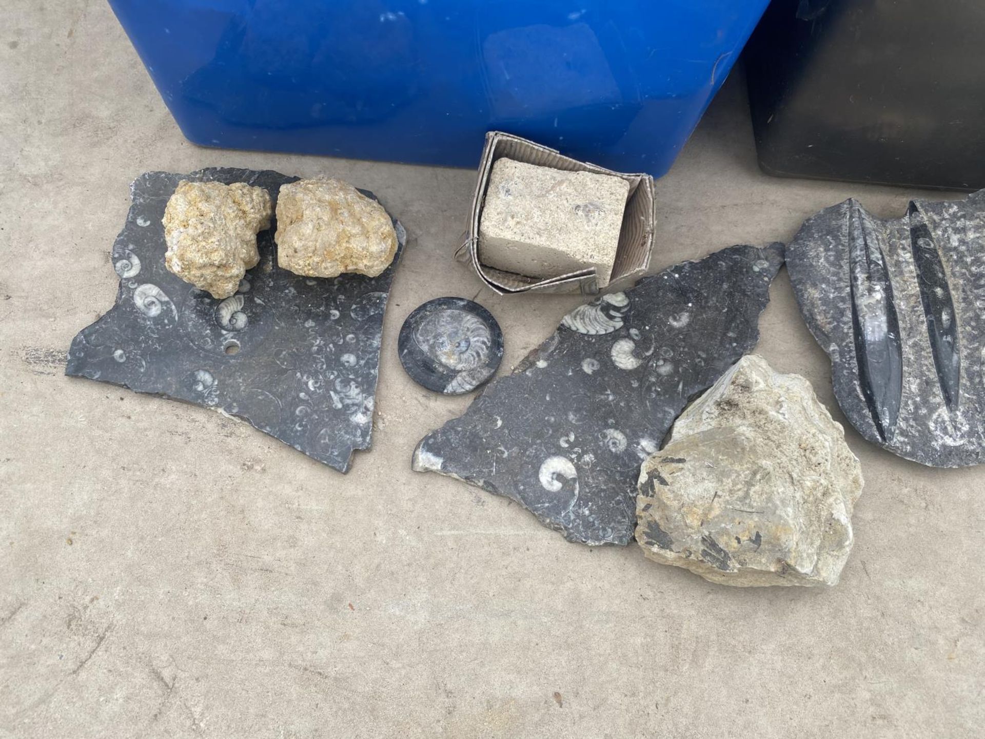 AN ASSORTMENT OF FOSSIL AND ROCK ITEMS - Image 3 of 5
