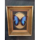 A FRAMED AND MOUNTED BUTTERFLY
