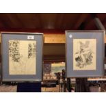 TWO FRAMED BOTANTICAL SKETCHES