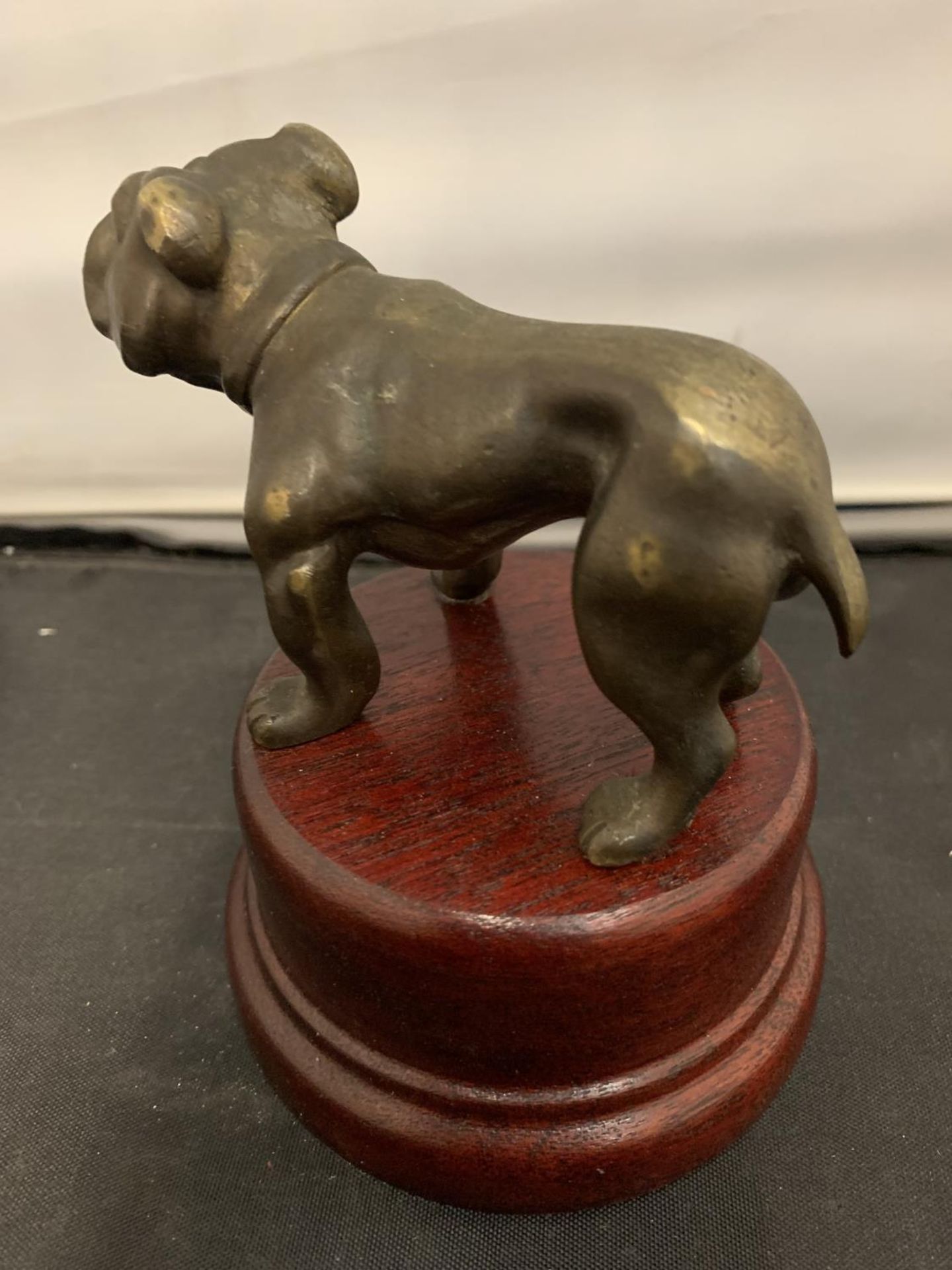 A BRONZE BULL DOG ON WOODEN PLINTH, HEIGHT 11.5CM - Image 2 of 3