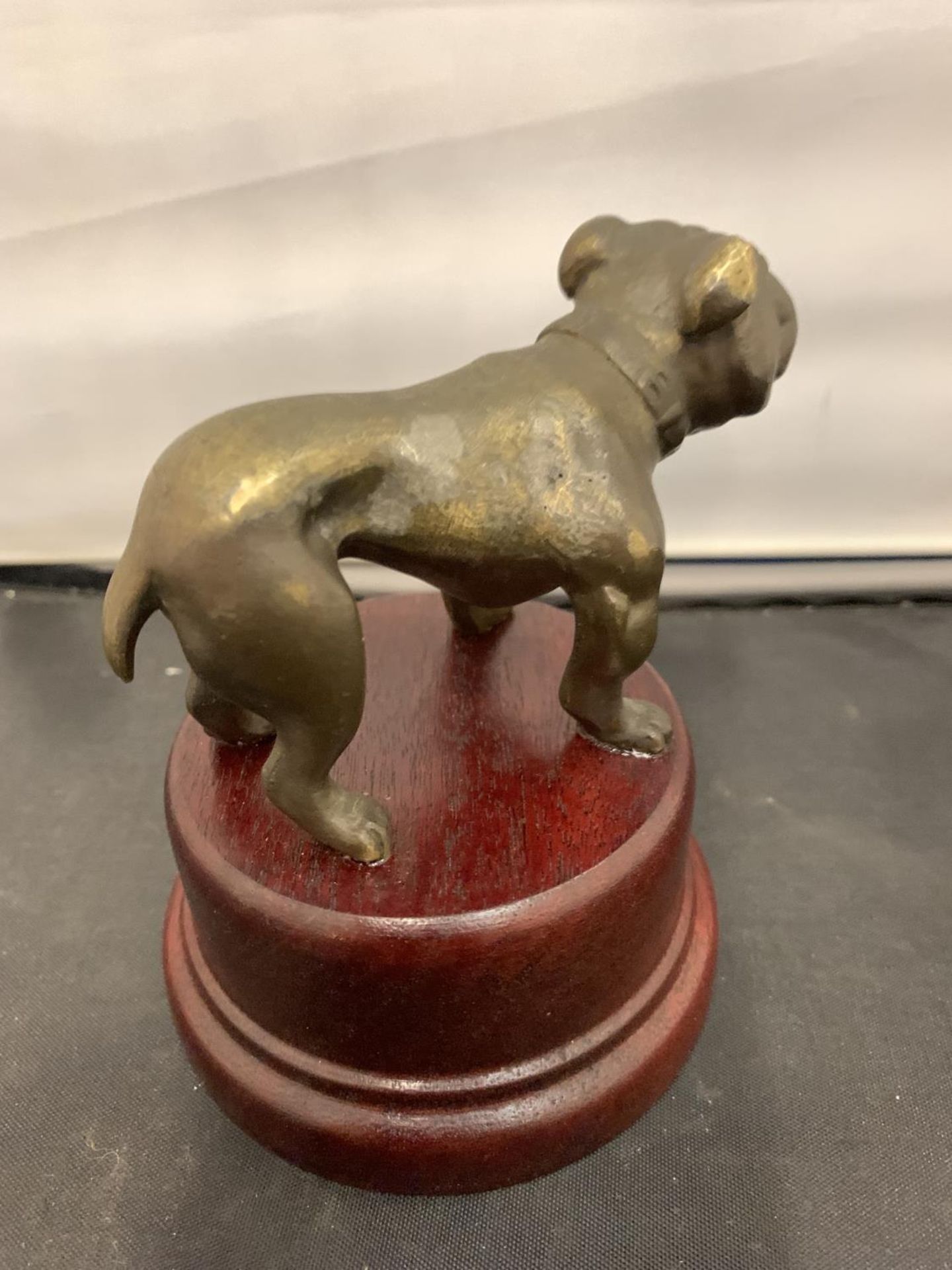 A BRONZE BULL DOG ON WOODEN PLINTH, HEIGHT 11.5CM - Image 3 of 3