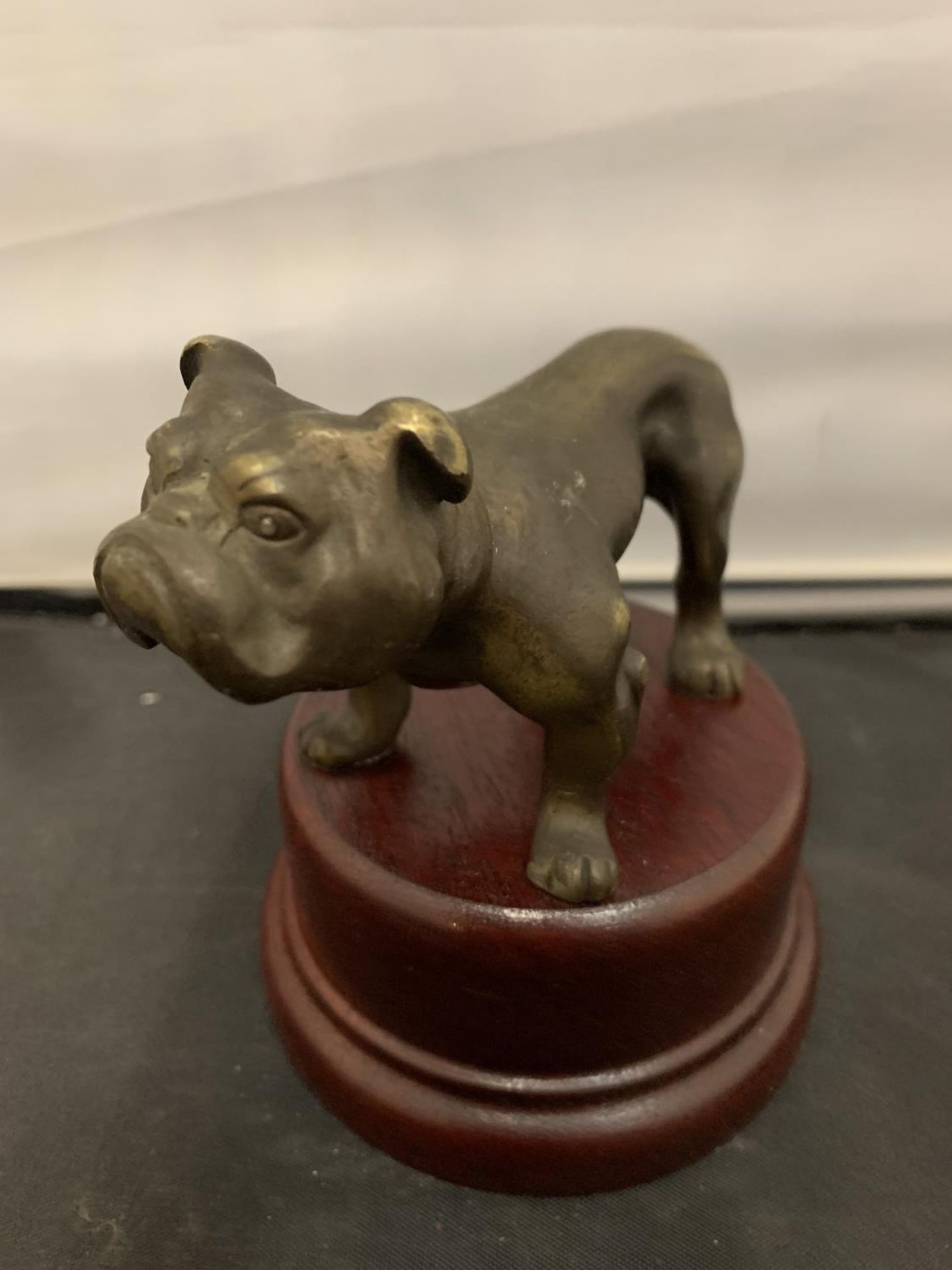 A BRONZE BULL DOG ON WOODEN PLINTH, HEIGHT 11.5CM