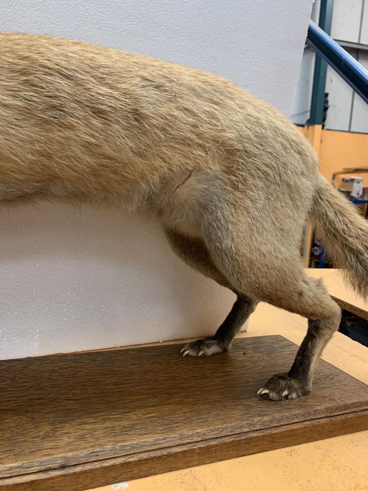 A TAXIDERMY FOX ON A WOODEN PLINTH - Image 4 of 4