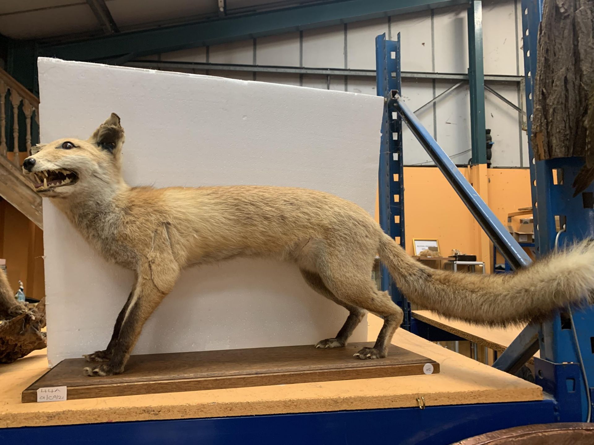 A TAXIDERMY FOX ON A WOODEN PLINTH