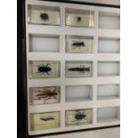 A CASED DISPLAY OF VARIOUS TAXIDERMY INSECTS