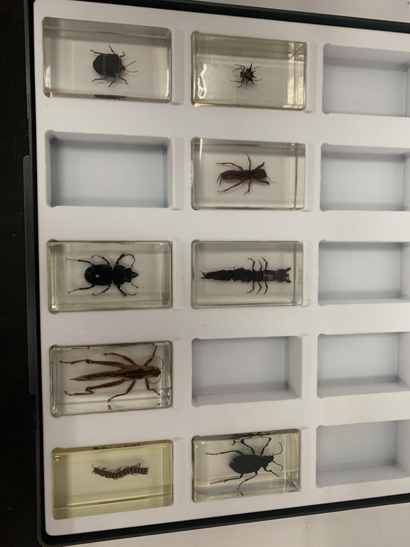 A CASED DISPLAY OF VARIOUS TAXIDERMY INSECTS